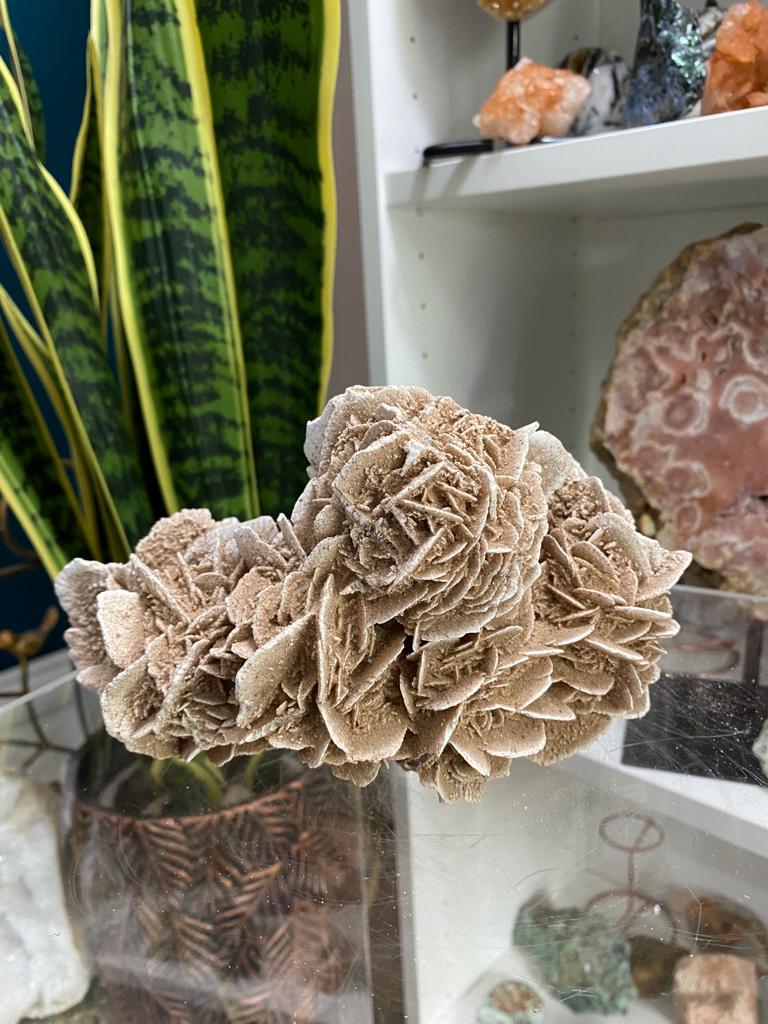 Natural Desert Rose